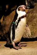 Humboldt Penguin (Spheniscus humboldti)